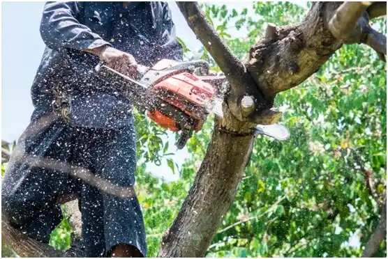 tree services Brambleton